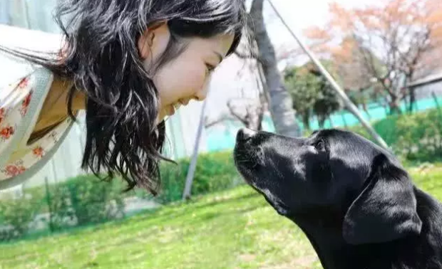 訓犬不可以看小狗的雙眼？錯，連狗的雙眼都不要看怎么訓練