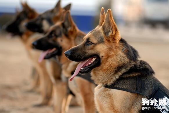 警犬是怎樣煉成的,警犬必須接受的十項訓練
