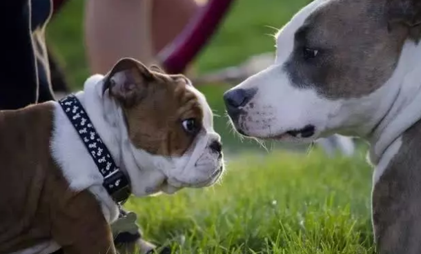 訓犬不可以看小狗的雙眼？錯，連狗的雙眼都不要看怎么訓練