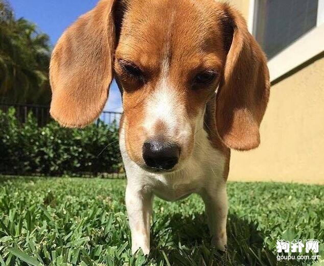 如何訓練幼犬？五步幫你搞定