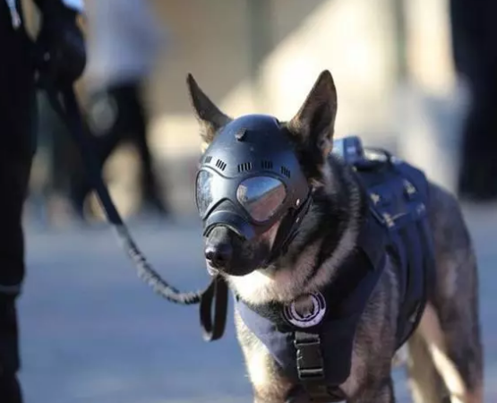 小狗欲成警犬與眾不同，許多小狗競聘不成功，除性情外更需兼具種群性