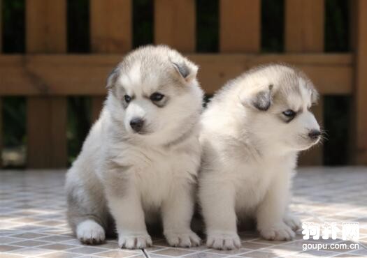 訓練幼犬和訓練成犬的方法一樣嗎?