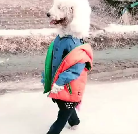 小狗站立走動很討人喜歡？主人家特別注意犬類脊椎承受能力，防止家犬受傷