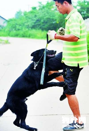 什么是訓狗繩，訓狗繩有什么用