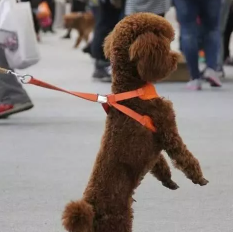 小狗站立走動很討人喜歡？主人家特別注意犬類脊椎承受能力，防止家犬受傷