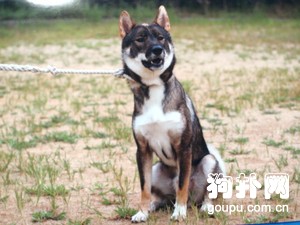 四國犬的訓練方法