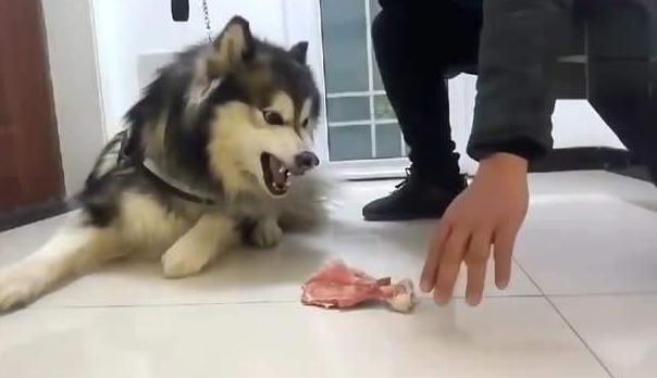 發覺狗狗護食，要立即改正這壞習慣，能夠依據這5個流程來