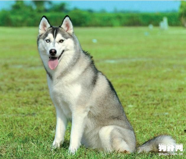 怎么訓練西伯利亞雪橇犬?