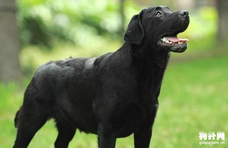 剛買回來的幼犬如何訓練