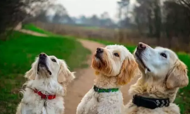 訓犬不可以看小狗的雙眼？錯，連狗的雙眼都不要看怎么訓練