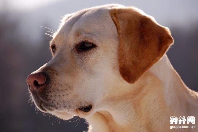 關于導盲犬的二三事