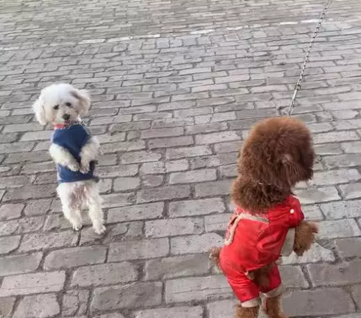 小狗站立走動很討人喜歡？主人家特別注意犬類脊椎承受能力，防止家犬受傷