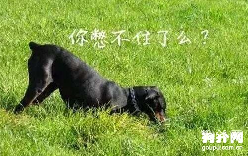 訓練狗狗大小便：家長不得不學的幾個禁忌!