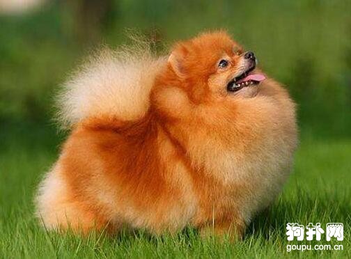 長毛犬的美容修剪要點