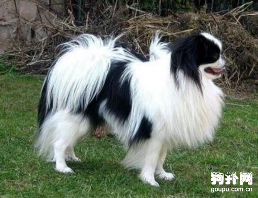 長毛犬的美容修剪要點