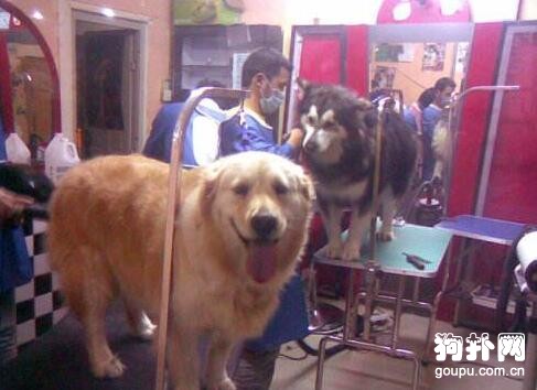 如何開一家寵物店?寵物店長必知的裝修知識及費用!