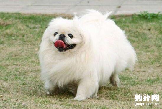 長毛犬的美容修剪要點
