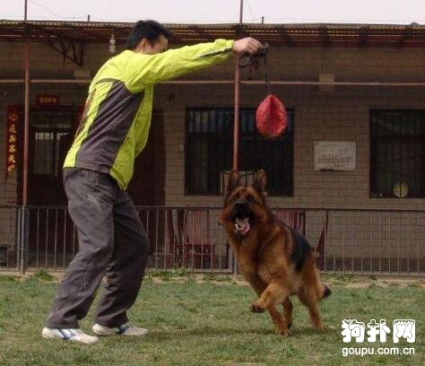 找對訓練狗狗的道具和時間