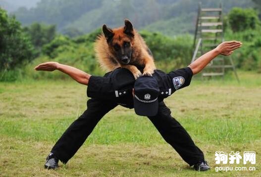 找對訓練狗狗的道具和時間