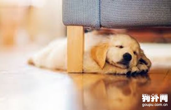 訓練狗狗的時候愛犬根本不把獎勵當獎賞怎么辦