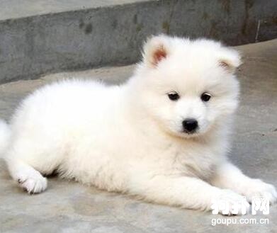 狗狗訓練過程中常犯的錯誤有哪些？