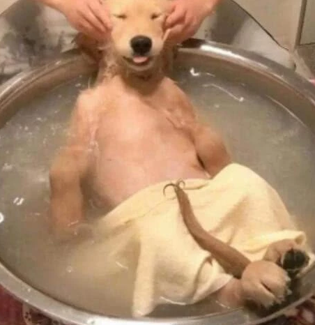 汪星人如何挑選沐浴乳？什么樣的沐浴露不適合汪星人用呢？