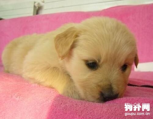 犬腸套疊的的癥狀及預防治療方法