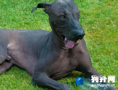 如何訓練狗狗碰觸目標物體和目標棒？