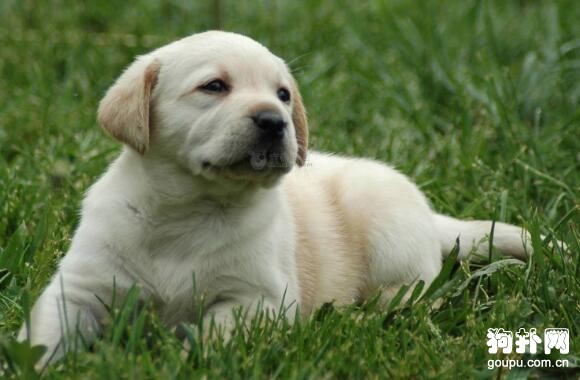 最適合看門的4種中大型犬