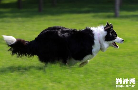 最適合看門的4種中大型犬