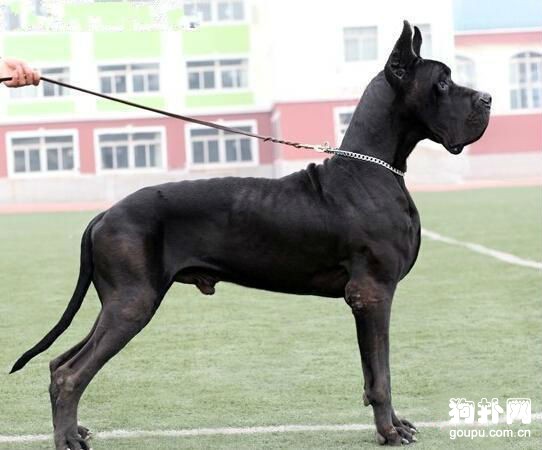 狗狗暈車的正確應對方法