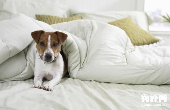 犬外耳炎怎么診斷？