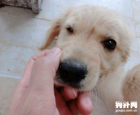 狗狗護食怎么辦?怎么糾正狗狗護食行為?