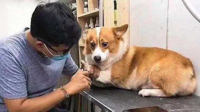 如何幫狗狗剪指甲