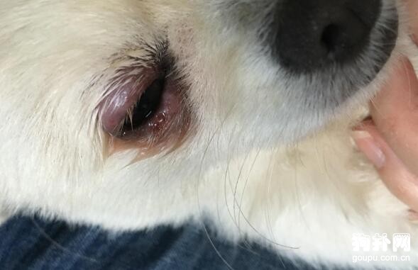 狗狗眼睛流淚有分泌物?原來是這些原因造成的!