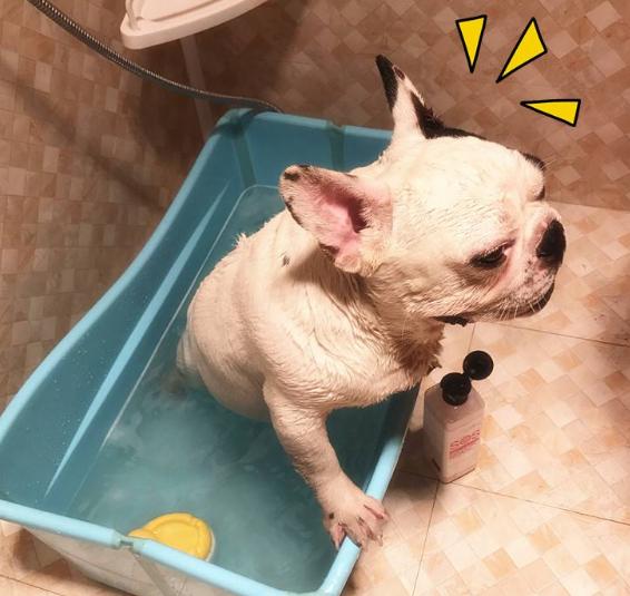 法國斗牛犬洗好澡，迅速修復成“臭松花蛋”，是因這種位置不洗好