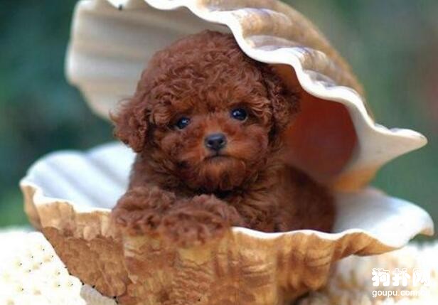 現在最受歡迎的小型犬，易飼養的小型犬有哪些？