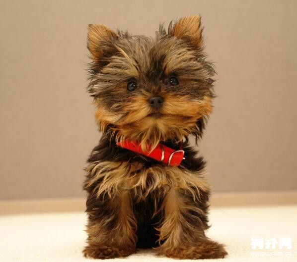現在最受歡迎的小型犬，易飼養的小型犬有哪些？