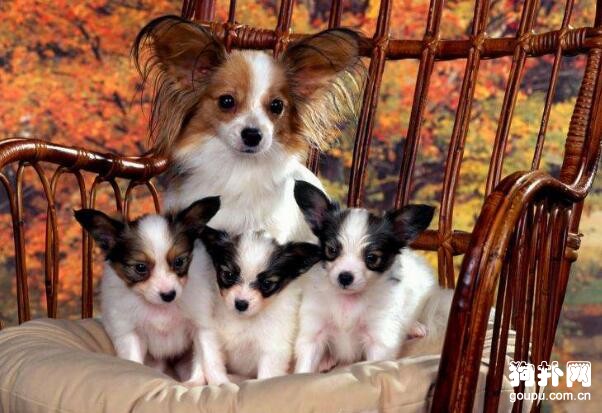 什么狗狗最適合家庭飼養？