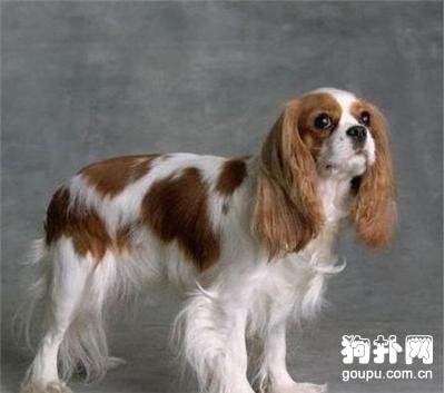現在最受歡迎的小型犬，易飼養的小型犬有哪些？