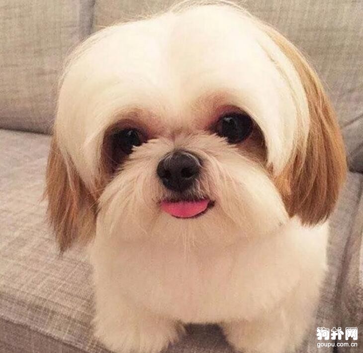 現在最受歡迎的小型犬，易飼養的小型犬有哪些？