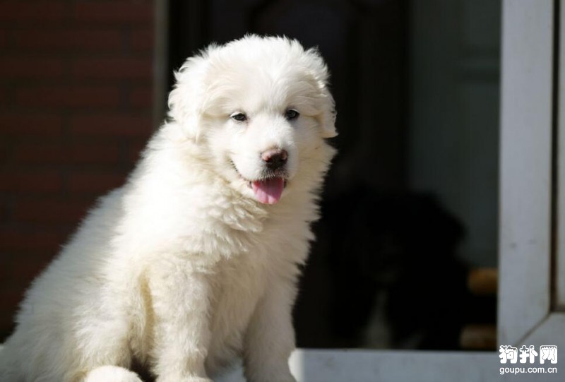 適合家庭飼養的大型犬有哪些?城市家庭可以飼養的大型犬