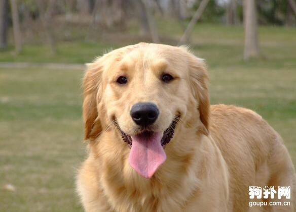適合家庭飼養的大型犬有哪些?城市家庭可以飼養的大型犬