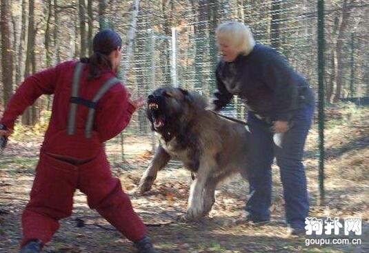 哪些狗狗屬于超大型犬？巨型犬的價格
