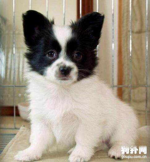 除了常見的小型犬外，還有哪些品種的小型犬比較受歡迎？
