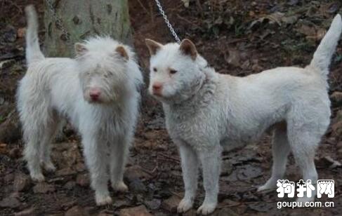 下司犬怎么賣？下司犬多少錢一只？