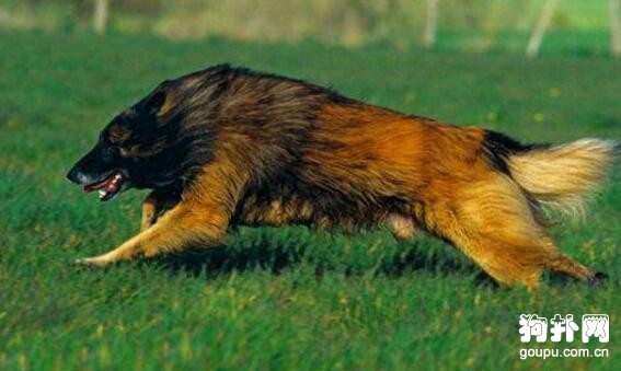 中型犬有哪些？哪些中型犬比較好養？