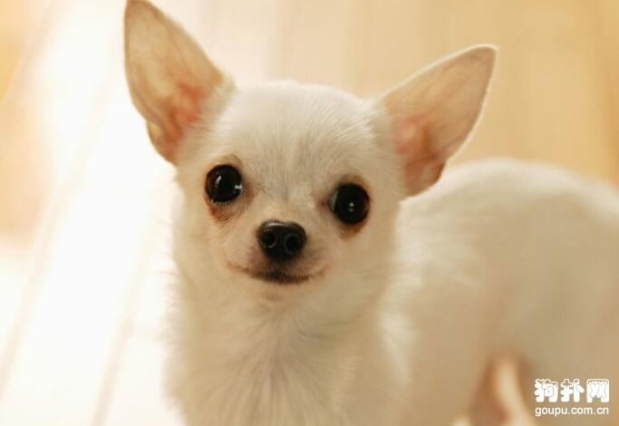除了常見的小型犬外，還有哪些品種的小型犬比較受歡迎？