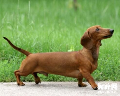 除了常見的小型犬外，還有哪些品種的小型犬比較受歡迎？