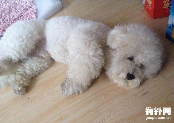 犬瘟熱的癥狀表現及預防治療方法